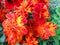 Orange Carnations of India