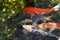 Orange Carp koi swimming in water