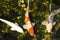 Orange Carp koi swimming in water