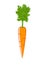 Orange carrot