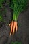 Orange carrot lays in a bunch in a vegetable garden pulled out o