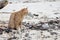 A orange cat and the beach that is dirty with sea garbage is sea sandy shore environmental