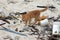 A orange cat and the beach that is dirty with sea garbage is sea sandy shore environmental