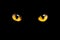 Orange cat eyes glow in the dark on a black background