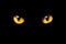 Orange cat eyes glow in the dark on a black background.