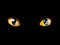 Orange cat eyes glow in the dark on a black background