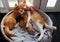 Orange cat family lay down together in bamboo basket, mother cat, cat sister, four new born kittens