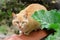 Orange cat Felis Catus standing on the wall