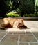 Orange cat in flower garden