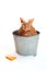 Orange Cat Getting a Bath in a galvanized Bucket