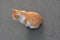 Orange cat on gray beton