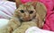 Orange cat with green eyes in pink bedspread