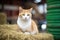 orange cat with green eyes sitting on hay bale in barn