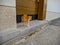 Orange cat kitten afraid of dog standing near wooden garage and looking for danger. Frightened ginger kitty look scared by the dog