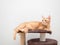 Orange cat laying relax on cat condo copy space up side white background