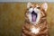 The orange cat looks up, mewing and having widely opened a mouth. Horizontal shot, orange background, close up