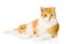 Orange cat lying in front. on white background