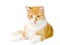 Orange cat lying in front. on white background