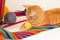 Orange cat playing with wool clews and balls