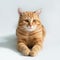 Orange cat. Portrait of tabby ginger cat over white background. Adorable pet posing at studio