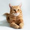 Orange cat. Portrait of tabby ginger cat over white background. Adorable pet posing at studio