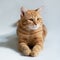 Orange cat. Portrait of tabby ginger cat over white background. Adorable pet posing at studio