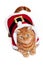 An orange cat in a red and white Santa outfit