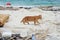 A orange cat& x27;s and the beach that is dirty with sea garbage is sea sandy shore environmental