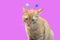 Orange cat with a serious look with horns on his head on violet background