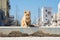 an orange cat sitting on the edge of a concrete wall