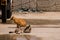 Orange cat sitting and gray tabby cat laying in the sun