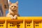 an orange cat sitting on top of a yellow fence