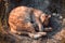 Orange cat sleeping on the ground.