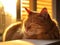 An orange cat sleeping on a table in the sun. AI generative image.