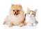 Orange cat and spitz dog together.