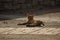 Orange cat stretched on pavement in town square