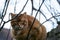 Orange cat in a tree looking at the camera. Fluffy young cat portrait