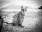 Orange cat walking on the beach in Greece black and white pictures