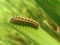 Orange caterpillar eating