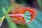 Orange caterpillar eating a green leaf