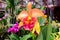 Orange cattleya orchid flower blooms in plant market