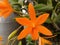 Orange Cattleya Orchid Flower Rio de Janeiro Brazil