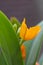 Orange Cattleya orchid, Guarianthe aurantiaca, budding flowers