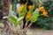 Orange Cattleya orchid, Guarianthe aurantiaca, flowering plant