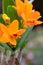 Orange Cattleya orchid, Guarianthe aurantiaca, inflorescence