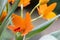 Orange Cattleya orchid, Guarianthe aurantiaca, orange flower