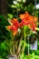 Orange Cattleya with rusty-red lip flower