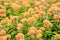 Orange Celosia or Wool flowers or Cockscomb flower