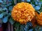 orange cempasuchil flower in garden