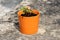 Orange ceramic flower pot with small freshly blooming rose with white to violet petals on concrete wall background